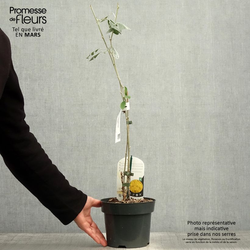 Spécimen de Genêt ananas - Cytisus battandieri Pot de 3L/4L tel que livré au printemps