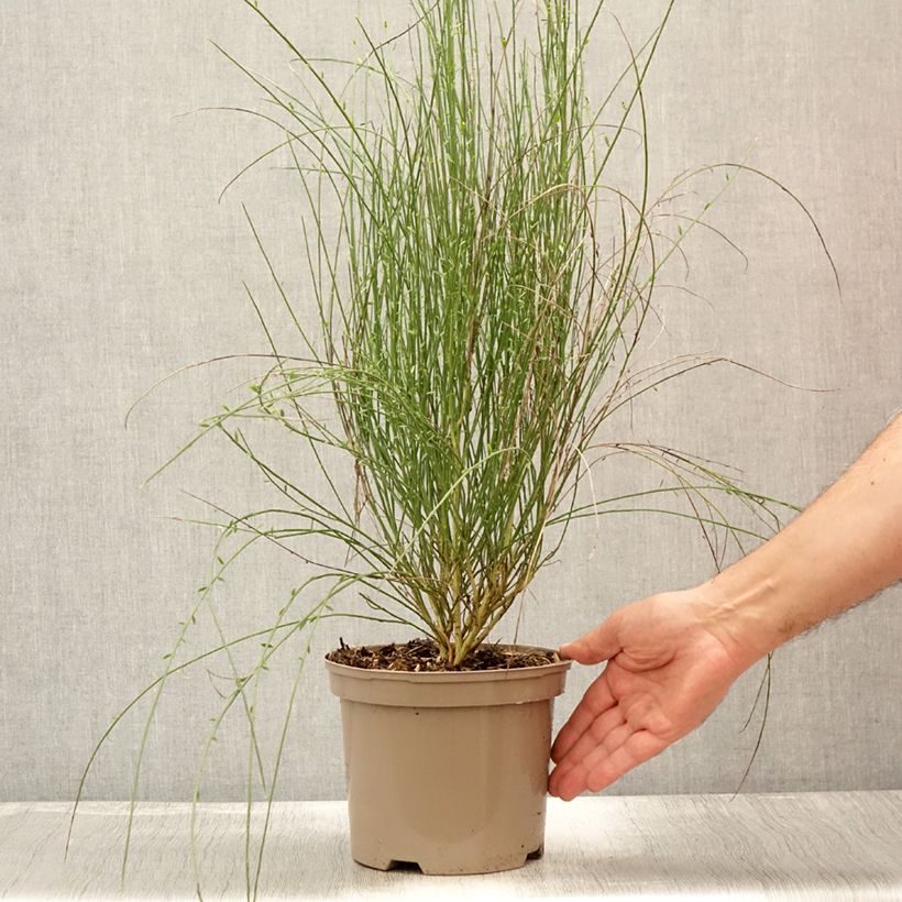 Spécimen de Genêt - Cytisus Hollandia Pot de 2L/3L tel que livré en été
