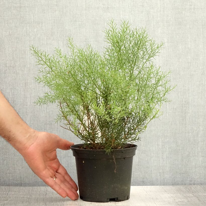 Spécimen de Genêt d'Espagne - Genista hispanica Pot de 2L/3L tel que livré en été