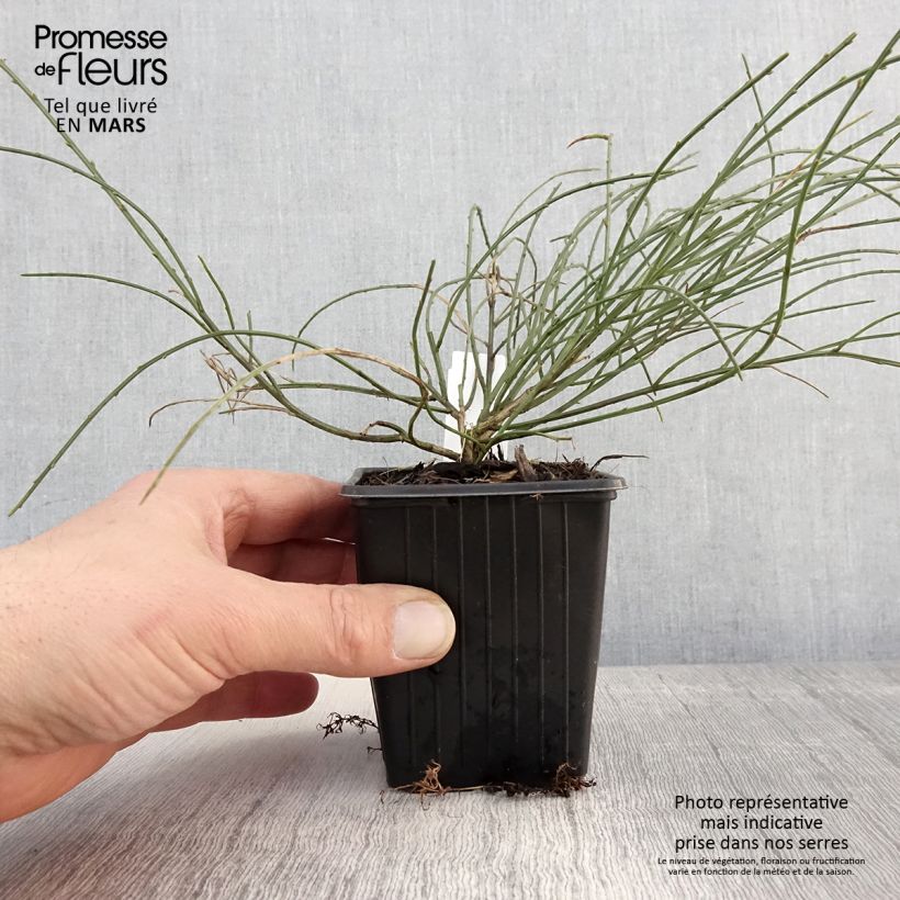Spécimen de Genêt de Lydie - Genista lydia en godet de 9cm tel que livré au printemps