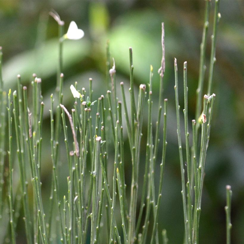 Genêt précoce - Cytisus praecox Albus (Feuillage)