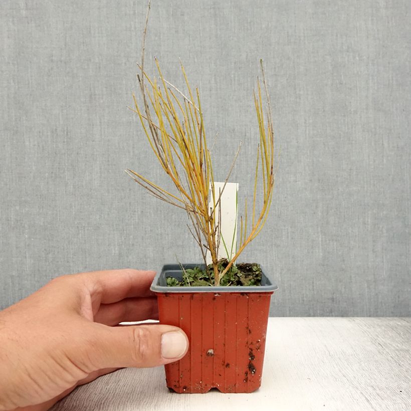 Spécimen de Genêt précoce - Cytisus praecox Allgold Godet de 8/9 cm tel que livré en été