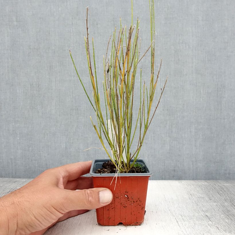 Spécimen de Genêt précoce - Cytisus x praecox Godet de 8/9 cm tel que livré en été