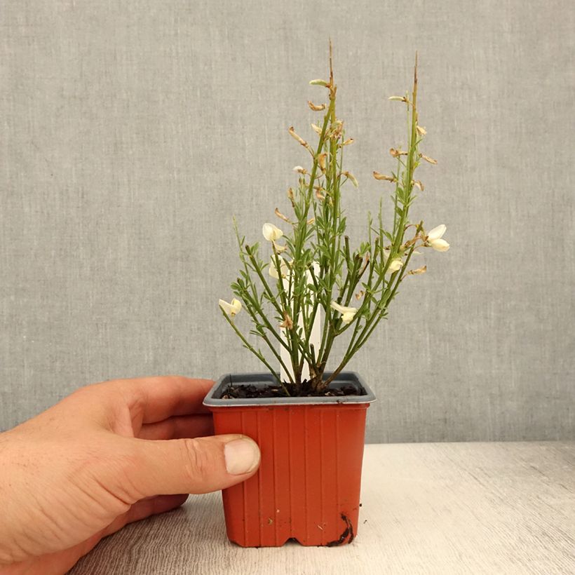 Spécimen de Genêt précoce - Cytisus x praecox - Godet de 8/9 cm tel que livré au printemps