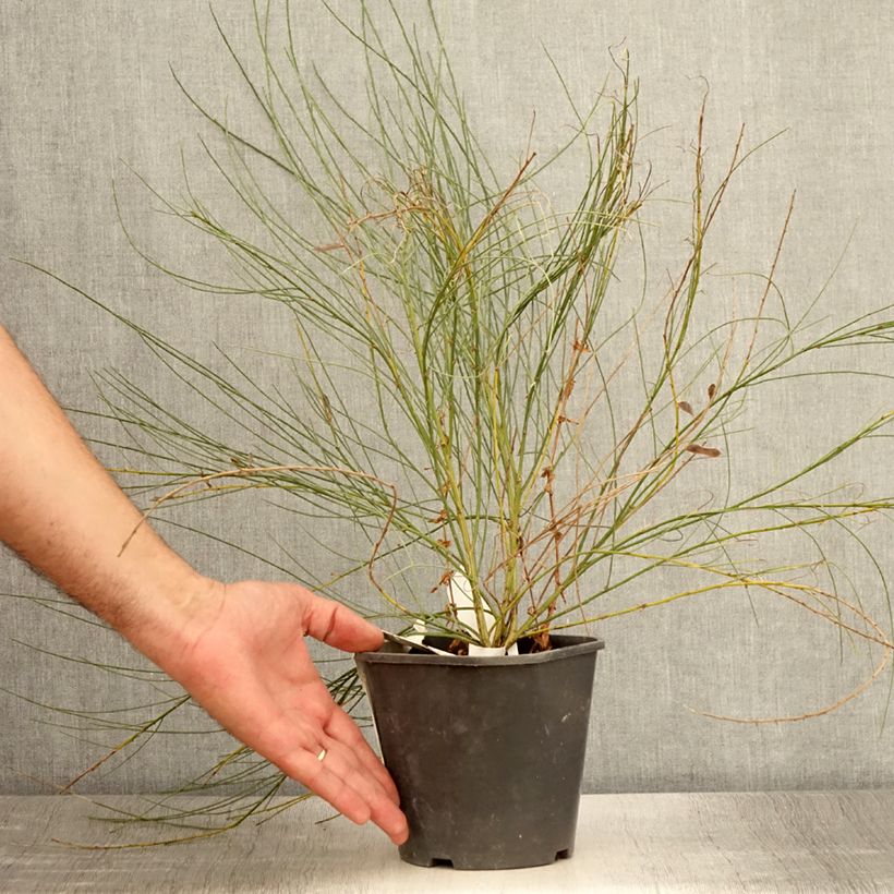 Spécimen de Genêt précoce - Cytisus x praecox Pot de 2L/3L tel que livré en été