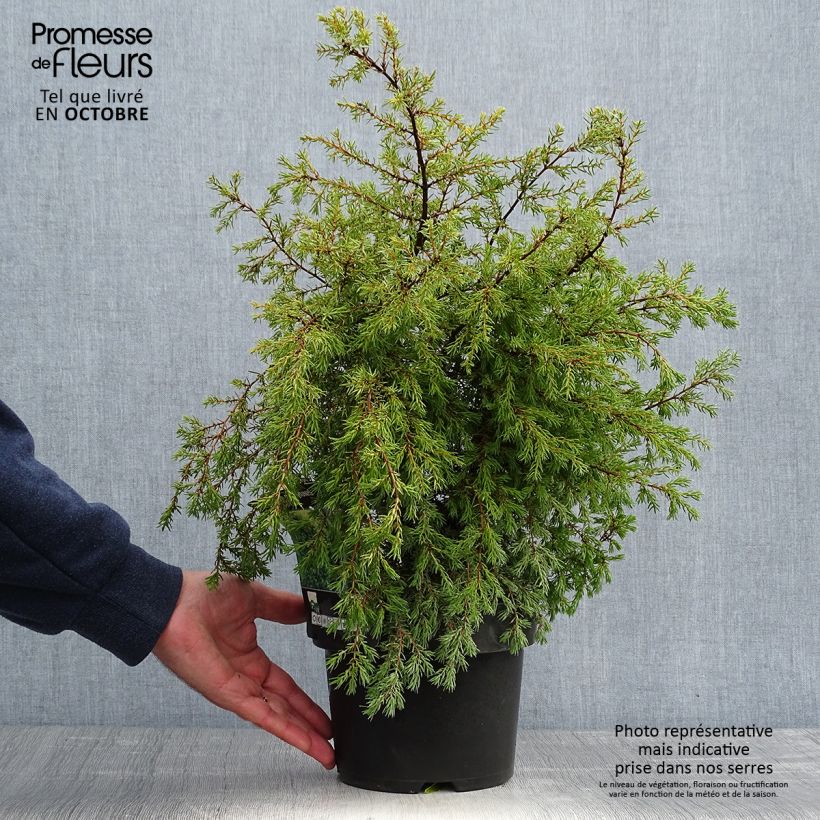 Spécimen de Genévrier commun - Juniperus communis Gold Cone                Pot de 2L/3L tel que livré en automne