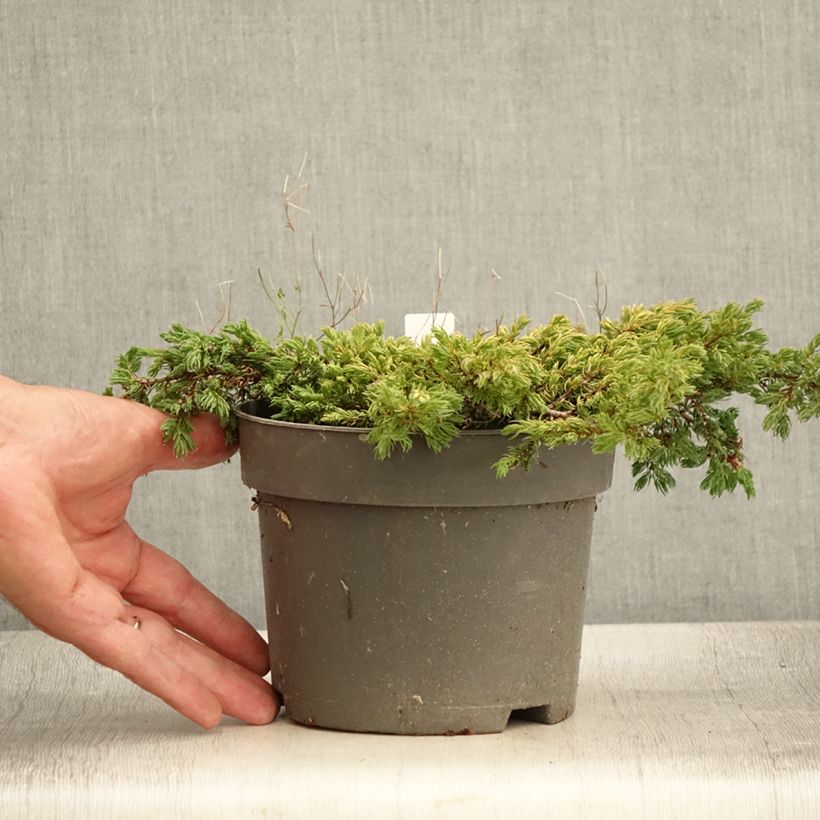 Spécimen de Genévrier commun - Juniperus communis Goldschatz Pot de 2L/3L tel que livré en été