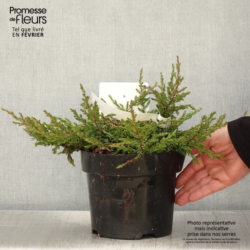 Spécimen de Genévrier commun - Juniperus communis Goldschatz tel que livré en hiver