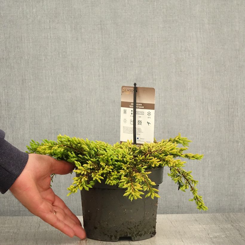 Spécimen de Genévrier commun - Juniperus communis Goldschatz en pot de 2L/3L tel que livré au printemps
