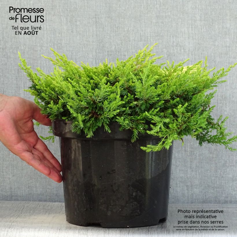 Spécimen de Genévrier commun - Juniperus communis Goldschatz Pot de 7,5L/10L tel que livré en été