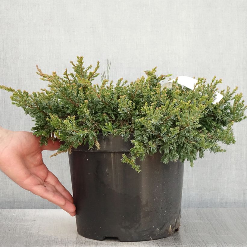 Spécimen de Genévrier commun - Juniperus communis Goldschatz tel que livré au printemps