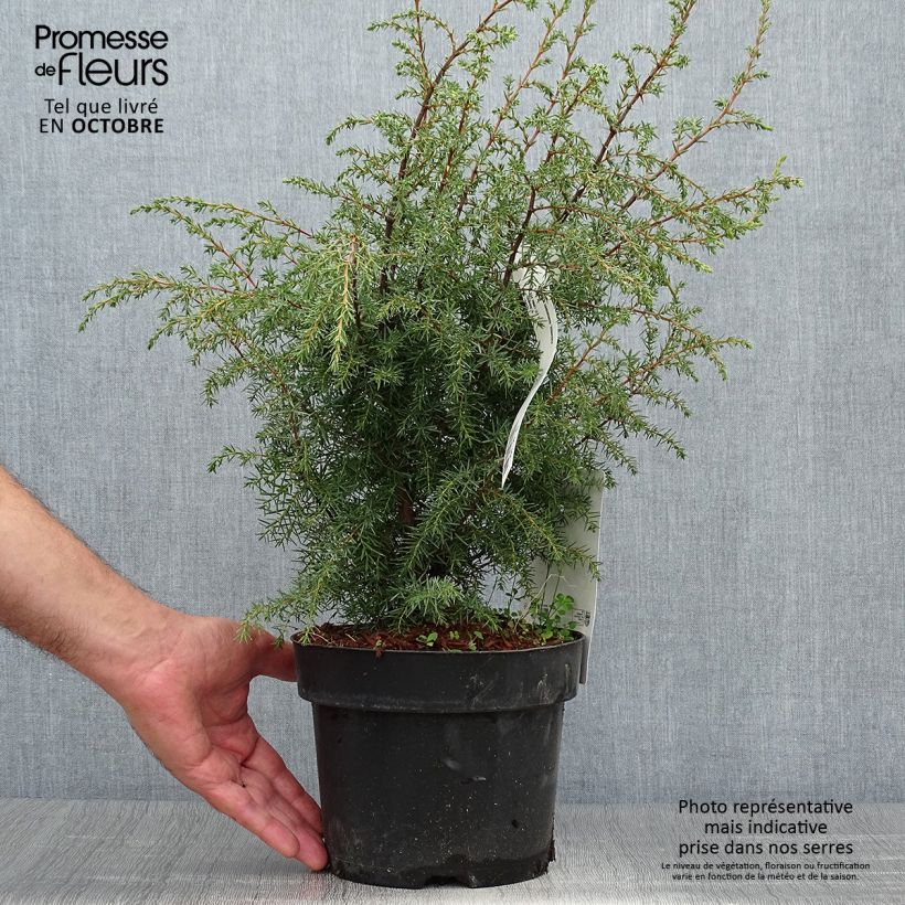 Spécimen de Genévrier commun - Juniperus communis Hibernica Pot de 2L/3L tel que livré en automne