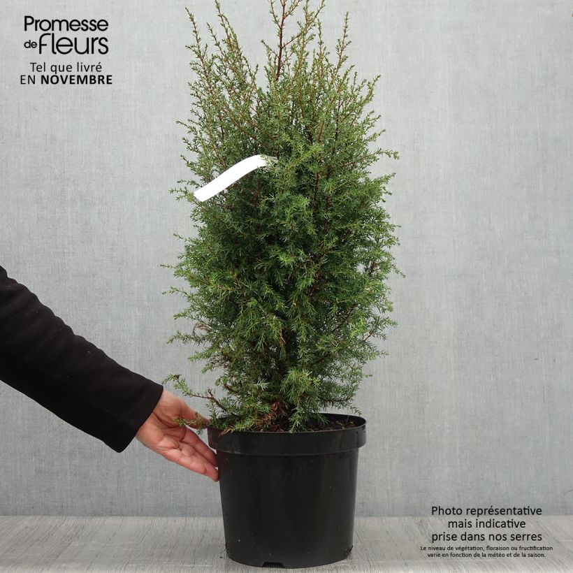 Spécimen de Genévrier commun - Juniperus communis Hibernica Pot de 7,5L/10L tel que livré en automne