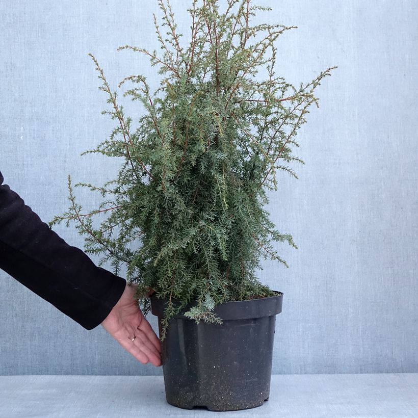 Spécimen de Genévrier commun - Juniperus communis Hibernica en pot de 7,5L/10L tel que livré en hiver