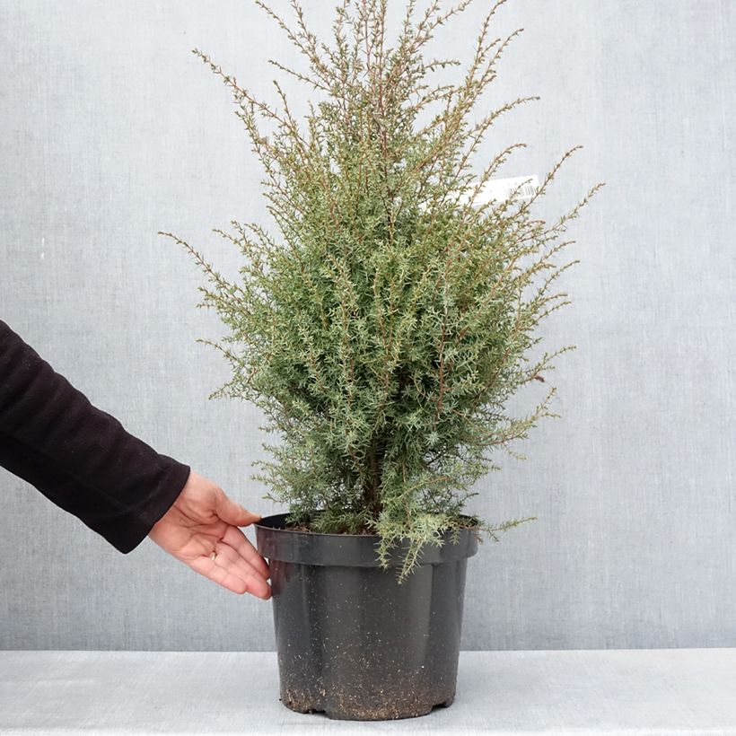 Spécimen de Genévrier commun - Juniperus communis Hibernica en pot de 7,5L/10L tel que livré au printemps