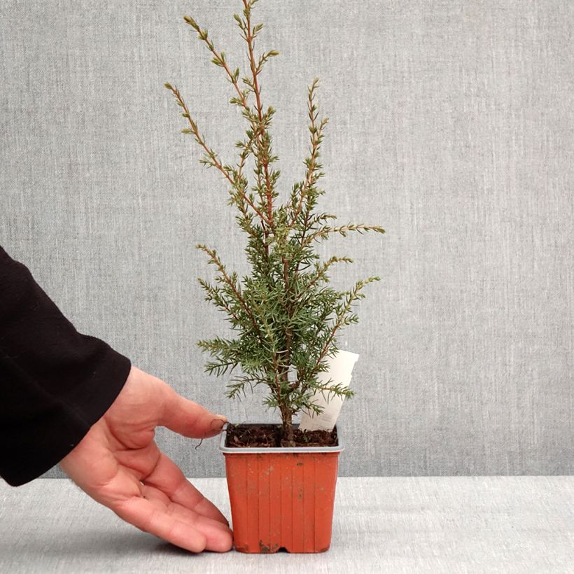 Spécimen de Genévrier commun - Juniperus communis Hibernica - Godet de 8/9 cm tel que livré en hiver