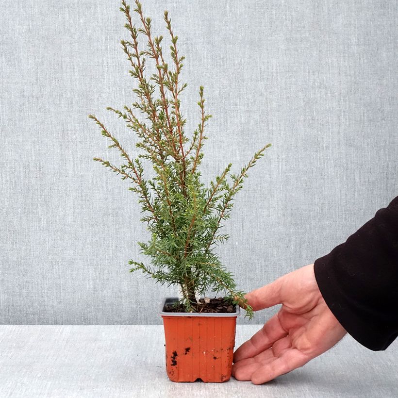 Spécimen de Genévrier commun - Juniperus communis Hibernica Godet de 8/9 cm tel que livré au printemps