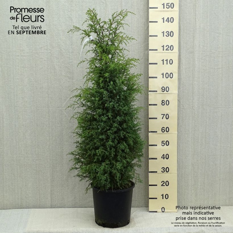 Spécimen de Genévrier commun - Juniperus communis Pyramidalis Pot de 12L/15L tel que livré en été