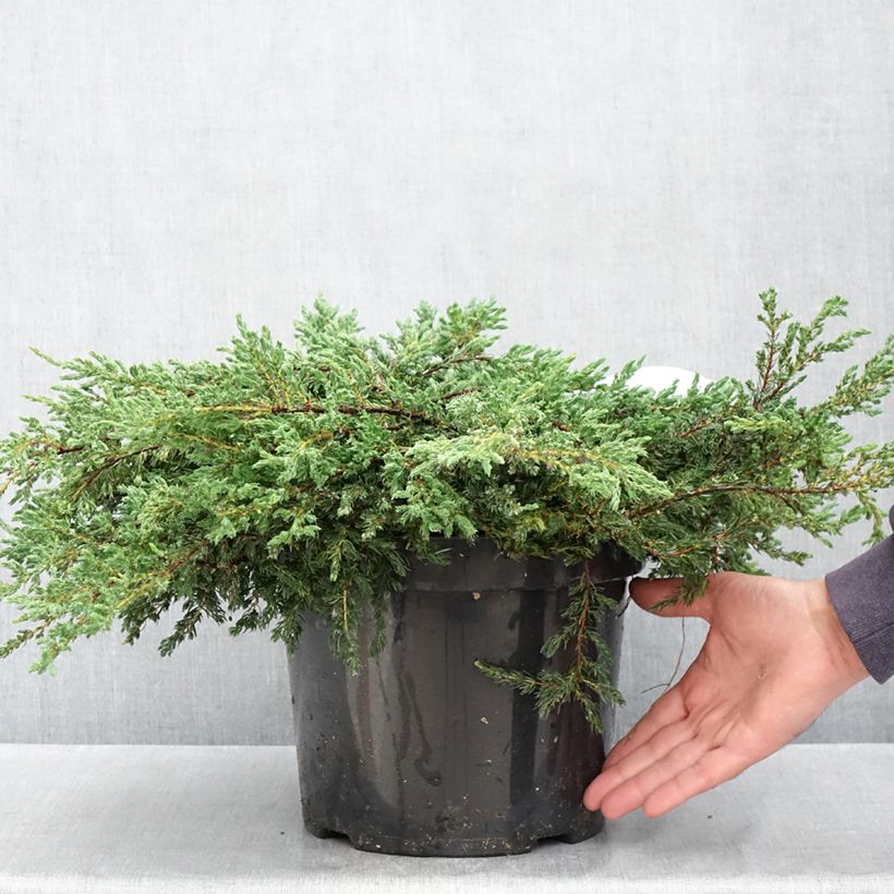 Spécimen de Genévrier commun - Juniperus communis Repanda Pot de 7,5L/10L tel que livré au printemps