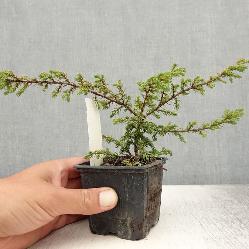 Spécimen de Genévrier commun - Juniperus communis Repanda Godet de 8/9 cm tel que livré en été