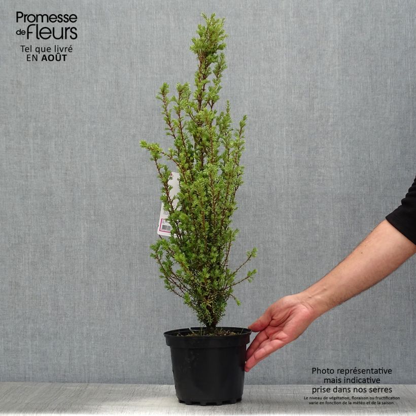 Spécimen de Genévrier commun - Juniperus communis Sentinel Pot de 2L/3L tel que livré en été