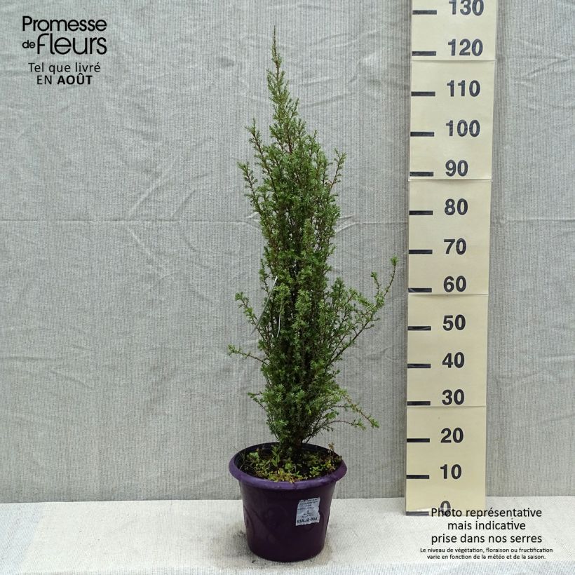 Spécimen de Genévrier commun - Juniperus communis Sentinel Pot de 7,5L/10L tel que livré en été