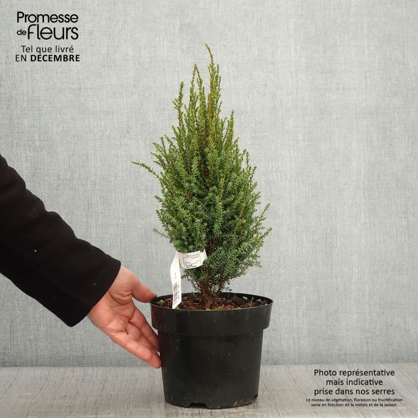 Spécimen de Genévrier commun nain - Juniperus communis Compressa Pot de 2L/3L tel que livré en automne