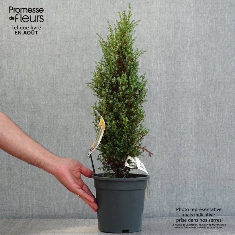 Spécimen de Genévrier commun nain - Juniperus communis Compressa tel que livré en ete