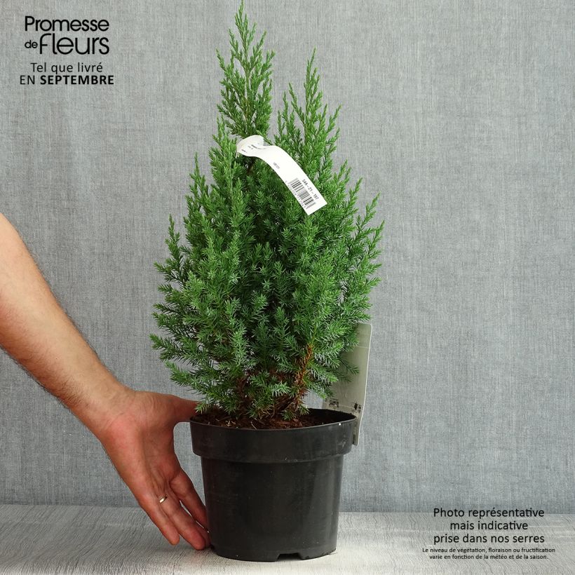 Spécimen de Genévrier de Chine - Juniperus chinensis Stricta Pot de 2L/3L tel que livré en été