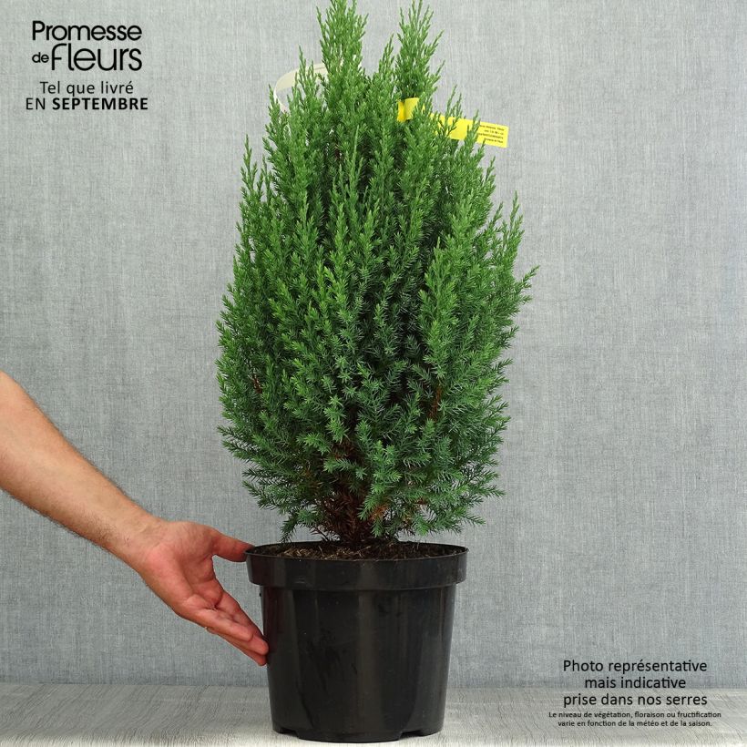 Spécimen de Genévrier de Chine - Juniperus chinensis Stricta Pot de 7,5L/10L tel que livré en été