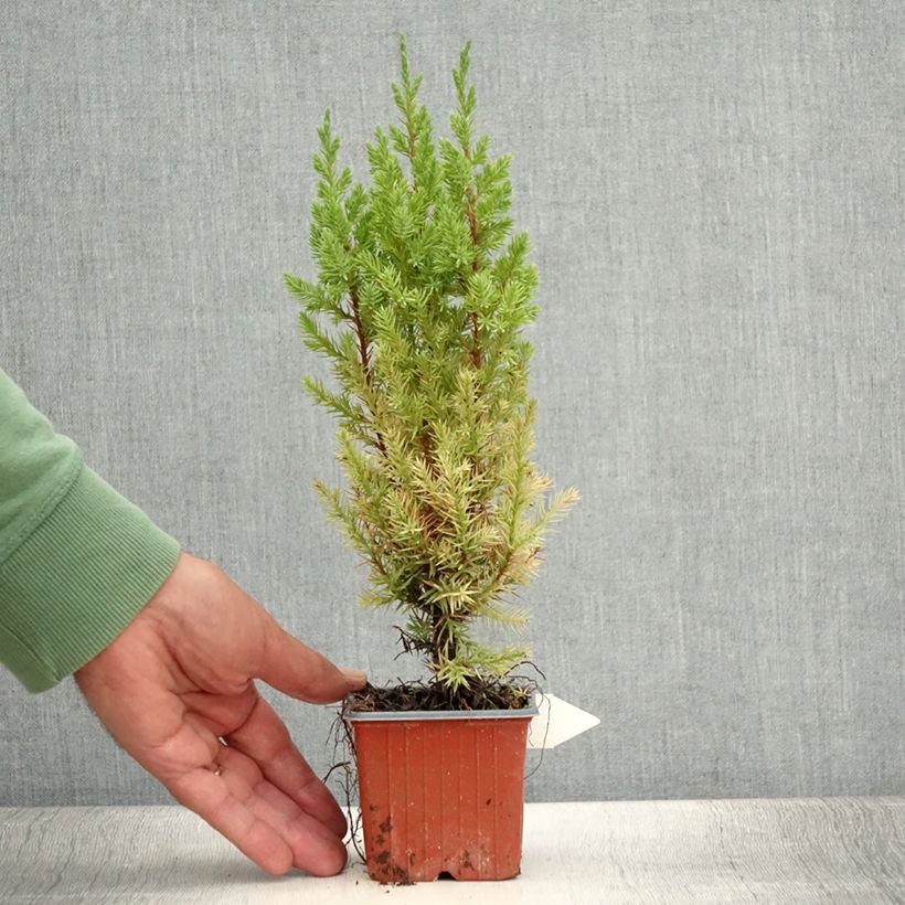 Spécimen de Genévrier de Chine - Juniperus chinensis Stricta Godet de 8/9 cm tel que livré en été