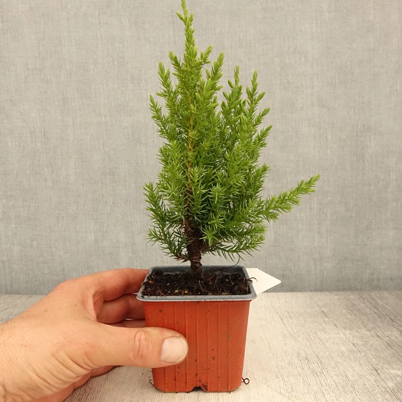 Spécimen de Genévrier de Chine - Juniperus chinensis Stricta - Godet de 8/9 cm tel que livré au printemps