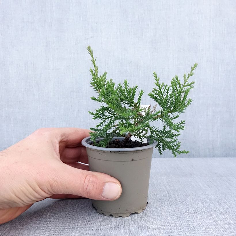 Spécimen de Genévrier de Pfitzer Compact - Juniperus pfitzeriana Compacta Godet de 8/9 cm tel que livré en hiver
