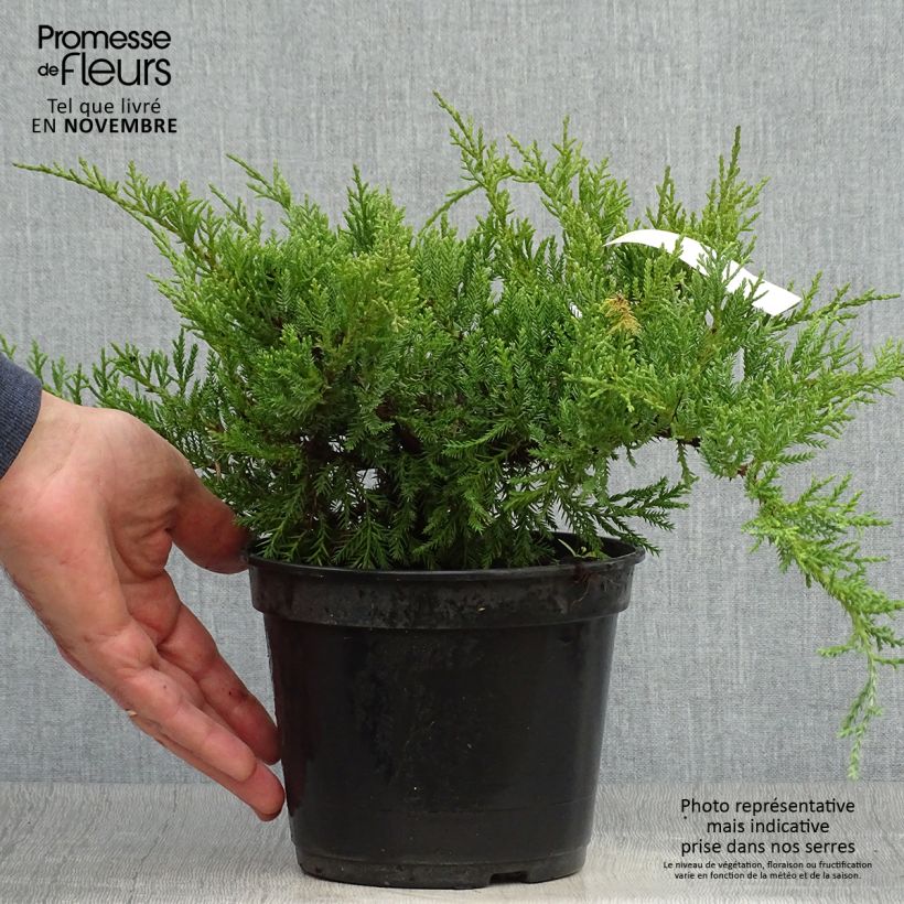Spécimen de Genévrier de Pfitzer Compact - Juniperus pfitzeriana Compacta Pot de 2L/3L tel que livré en automne