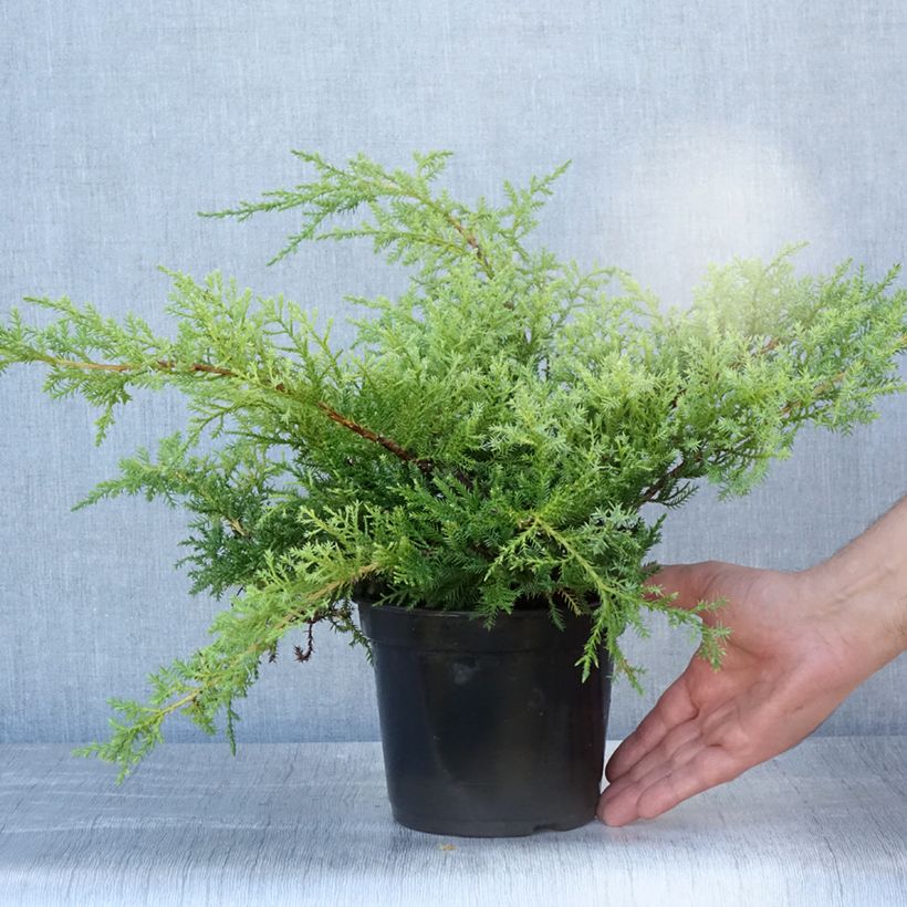 Spécimen de Genévrier de Pfitzer Compact - Juniperus pfitzeriana Compacta Pot de 2L/3L tel que livré en été