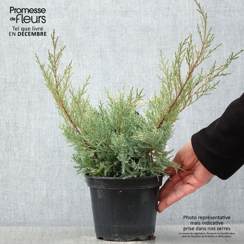 Spécimen de Genévrier de Pfitzer - Juniperus pfitzeriana Glauca Pot de 2L/3L tel que livré en automne