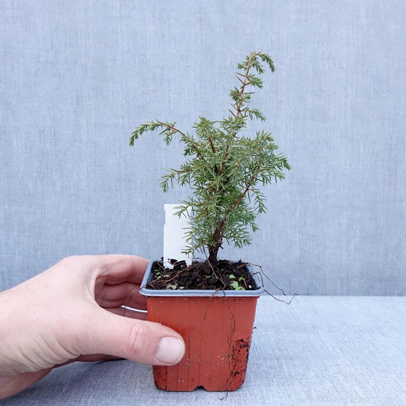Spécimen de Genévrier de Suède - Juniperus communis Suecica Godet de 8/9 cm tel que livré en hiver