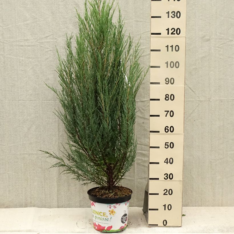 Spécimen de Genévrier de Virginie -Juniperus scopulorum Blue Arrow Pot de 6L/7L tel que livré en été