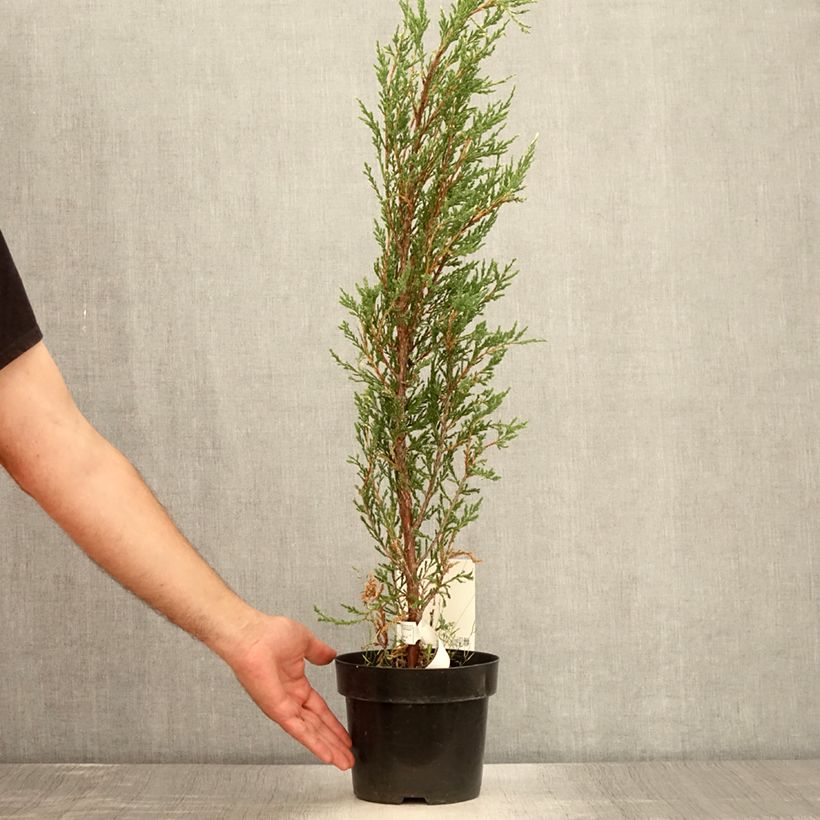 Spécimen de Genévrier de Virginie - Juniperus scopulorum Blue Ivory  Pot de 2L/3L tel que livré en été