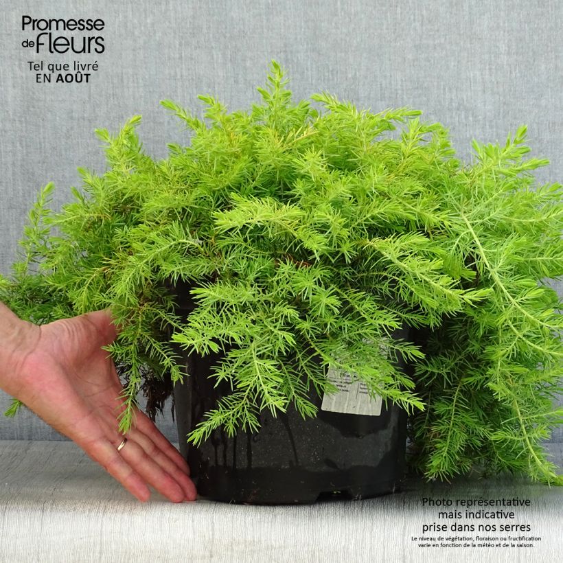 Spécimen de Genévrier des plages - Juniperus conferta All Gold Pot de 7,5L/10L tel que livré en été