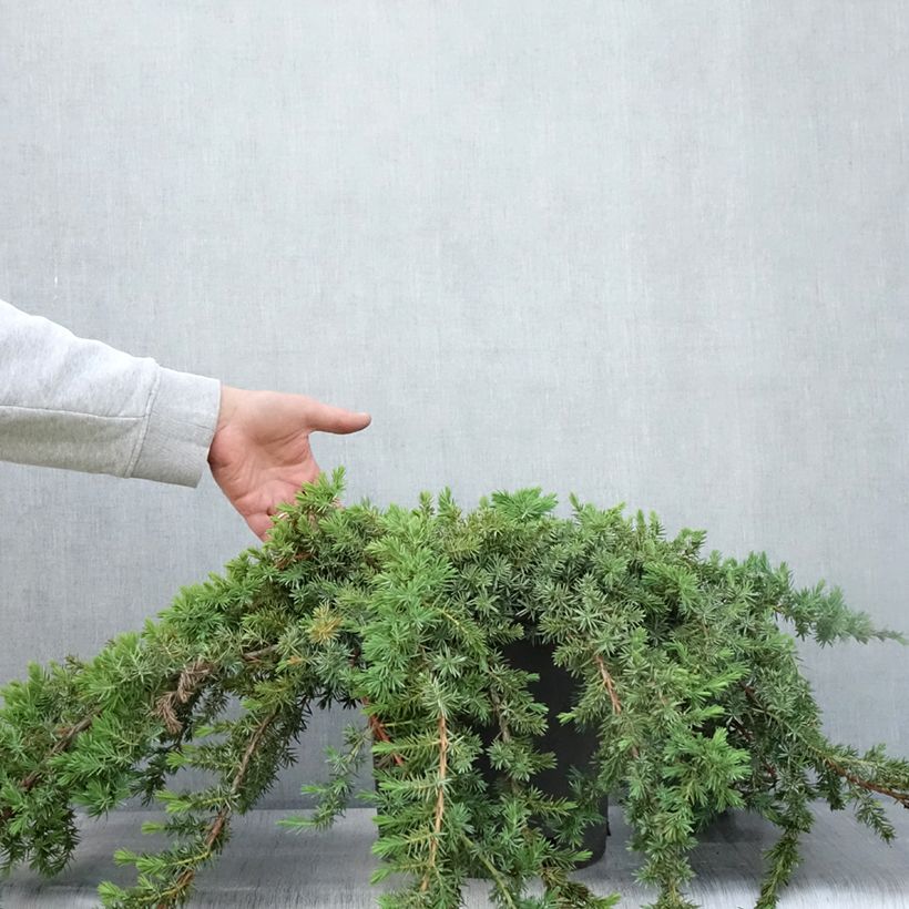 Spécimen de Genévrier des plages -  Juniperus conferta Blue Pacific Pot de 7,5L/10L tel que livré en été