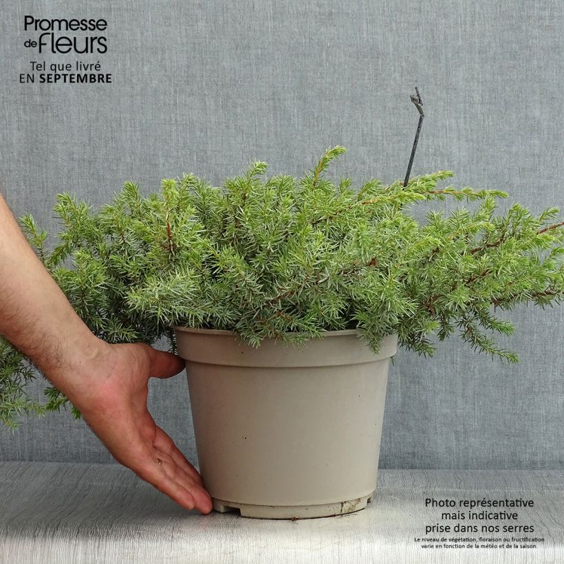 Spécimen de Genévrier des plages - Juniperus conferta Schlager  Pot de 4L/5L tel que livré en été