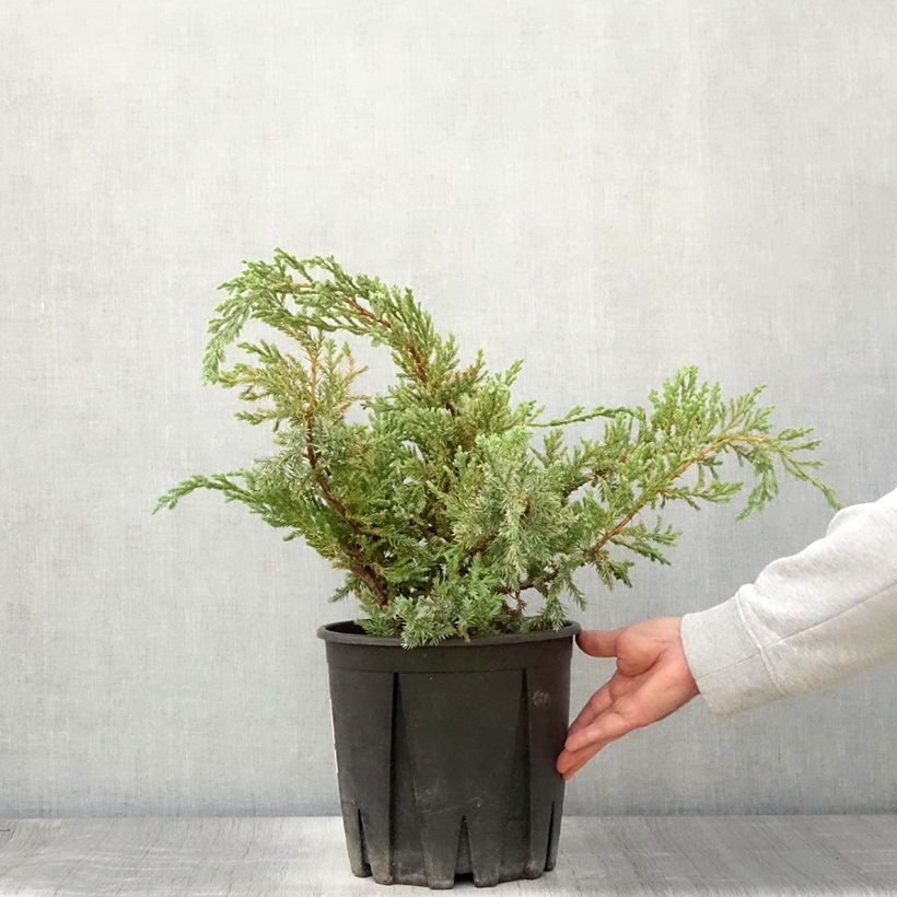 Spécimen de Genévrier écailleux - Juniperus squamata Blue Carpet Pot de 7,5L/10L tel que livré en été