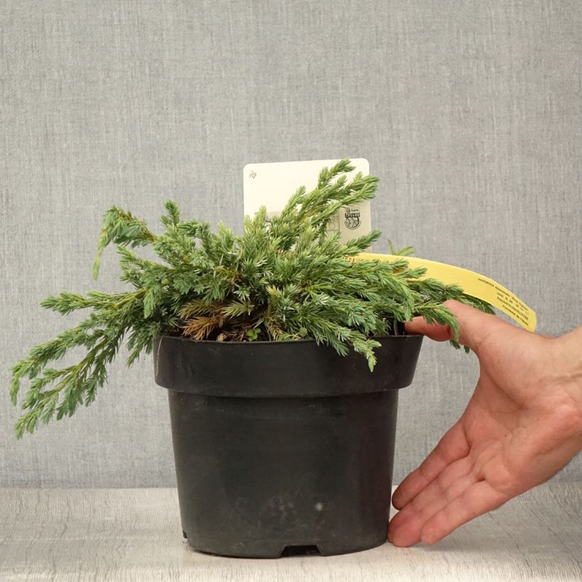 Spécimen de Genévrier écailleux - Juniperus squamata Blue Spider Pot de 2L/3L tel que livré en été