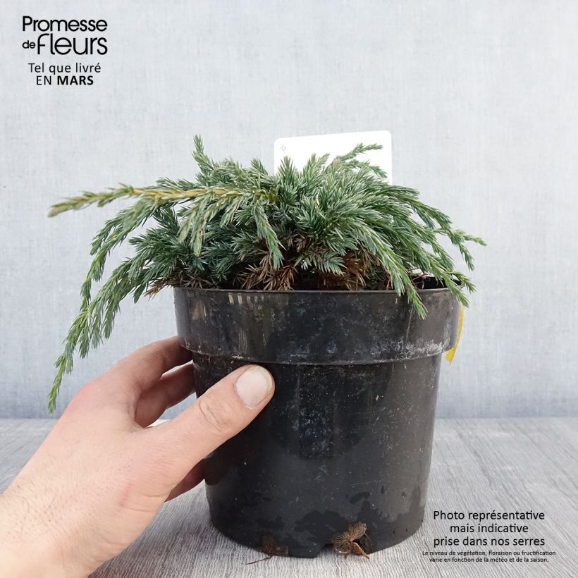 Spécimen de Genévrier écailleux - Juniperus squamata Blue Spider en pot de 2l/3l tel que livré au printemps
