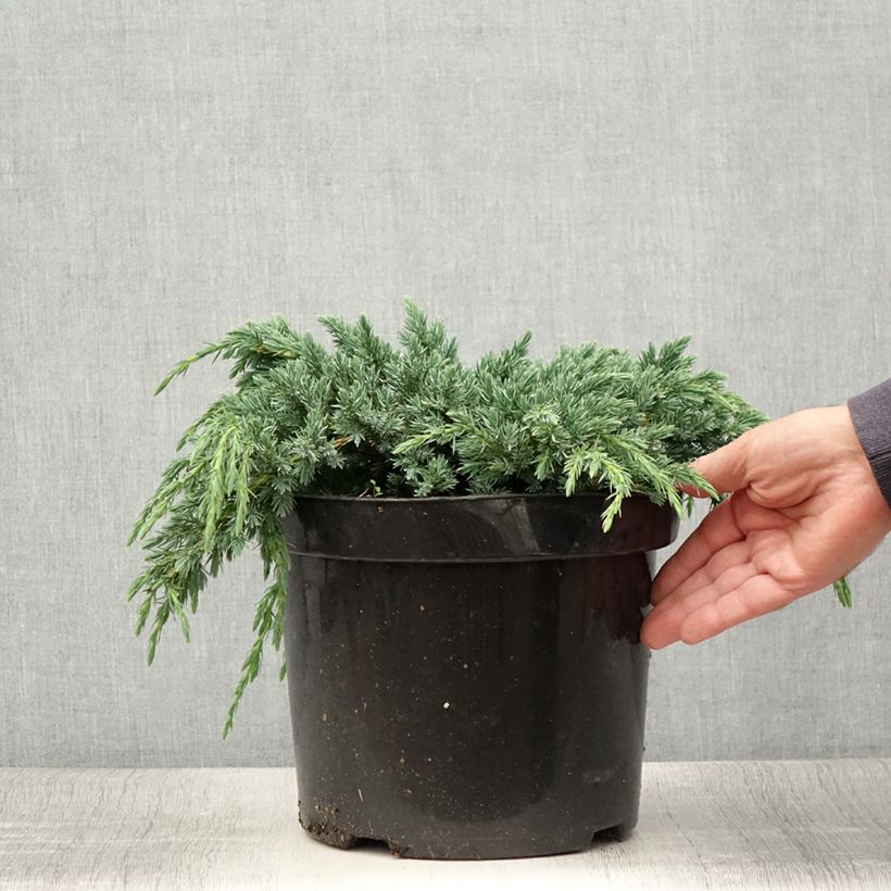 Spécimen de Genévrier écailleux - Juniperus squamata Blue Spider Pot de 7,5L/10L tel que livré en été