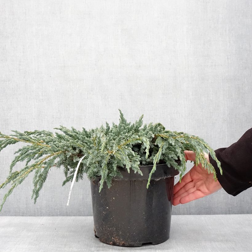 Spécimen de Genévrier écailleux - Juniperus squamata Blue Spider en pot de 7,5l/10l tel que livré en hiver
