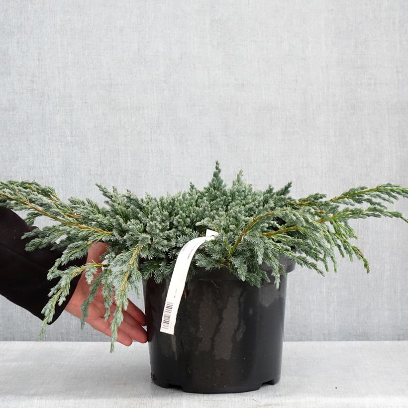 Spécimen de Genévrier écailleux - Juniperus squamata Blue Spider en pot de 7,5l/10l tel que livré au printemps