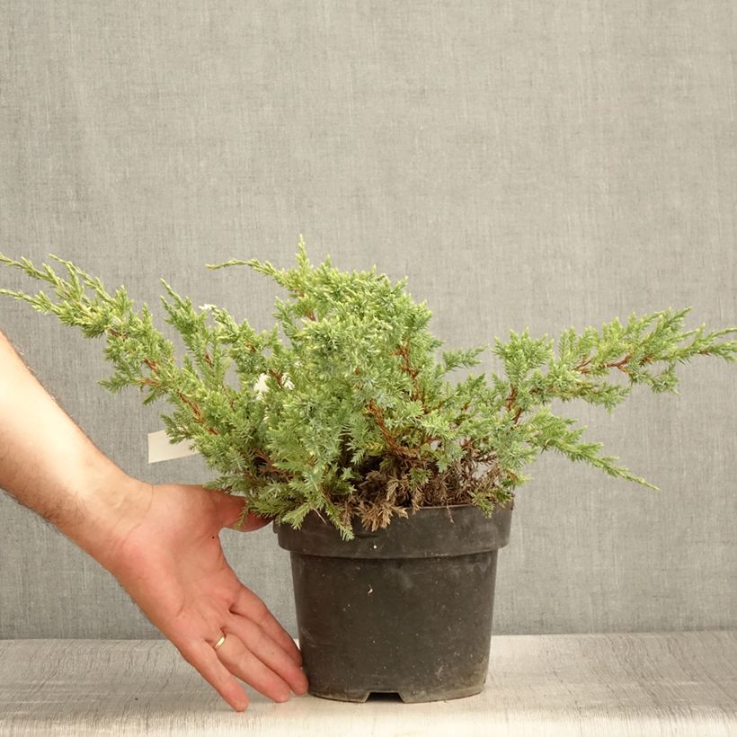 Spécimen de Genévrier écailleux - Juniperus squamata Dream Joy Pot de 2L/3L tel que livré en été