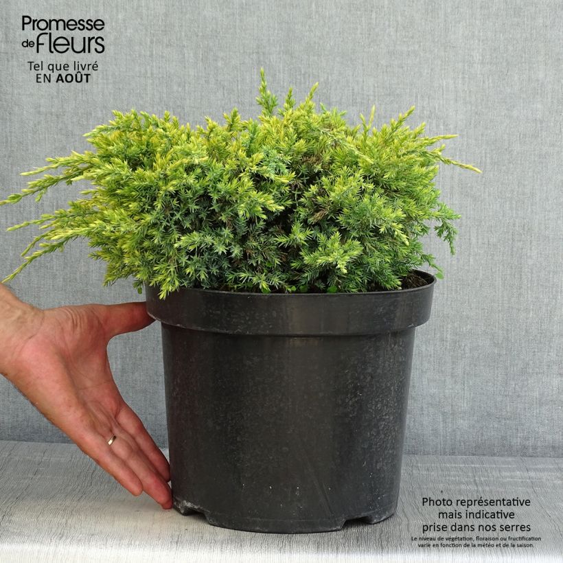 Example of Genévrier écailleux - Juniperus squamata Dream Joy as you get in ete